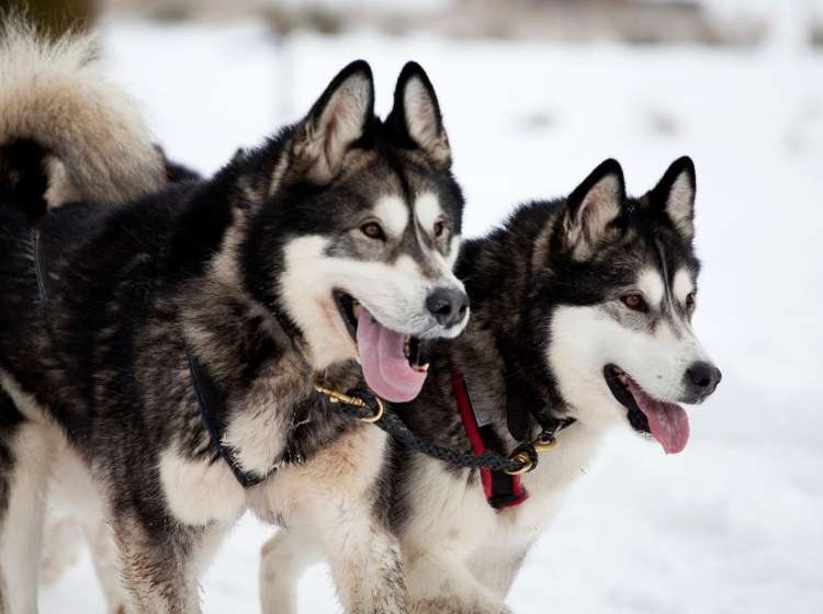 Dog-sledding with huskies; Shutterstock ID 1028383306; Invoice Number: -