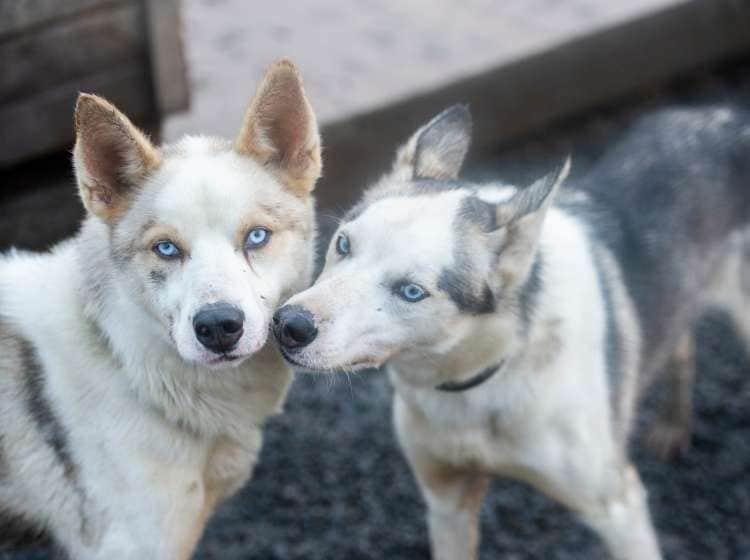 portrait of husky dogs; Shutterstock ID 1208124574; Invoice Number: -