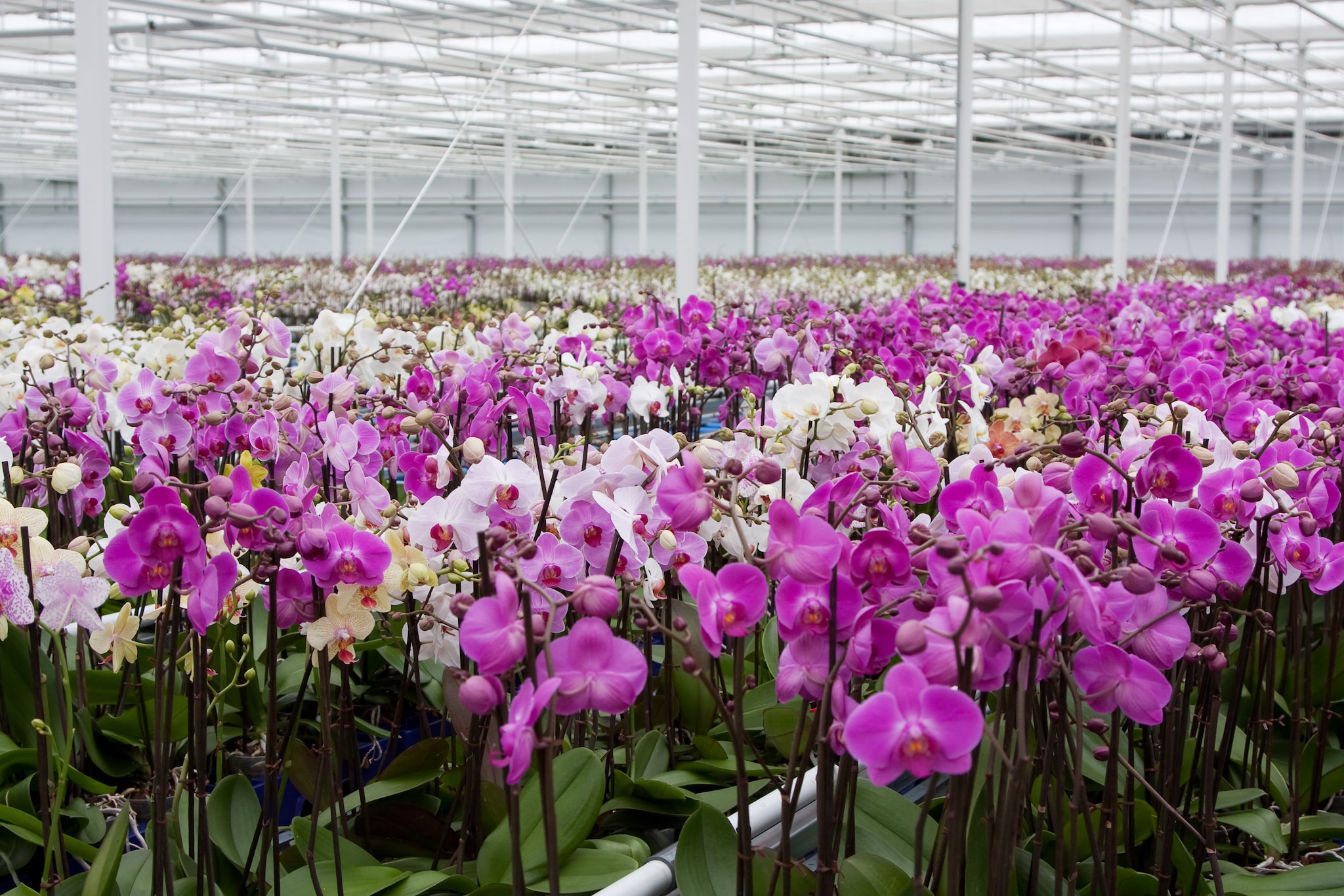 Aalsmeer Flower Auction