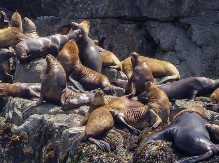 Excursion in Peru where the tourists can swim with the sea lions in the Pacific ocean. Palomino islands and beauty of the nature in South America