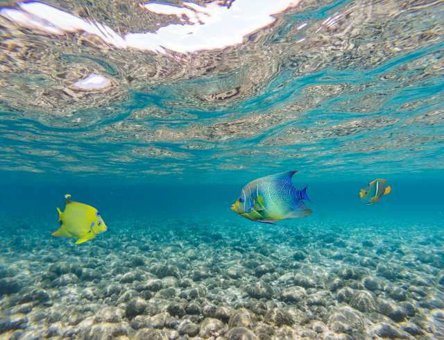 Tropical fish underwater; Shutterstock ID 1136277605; Invoice Number: -