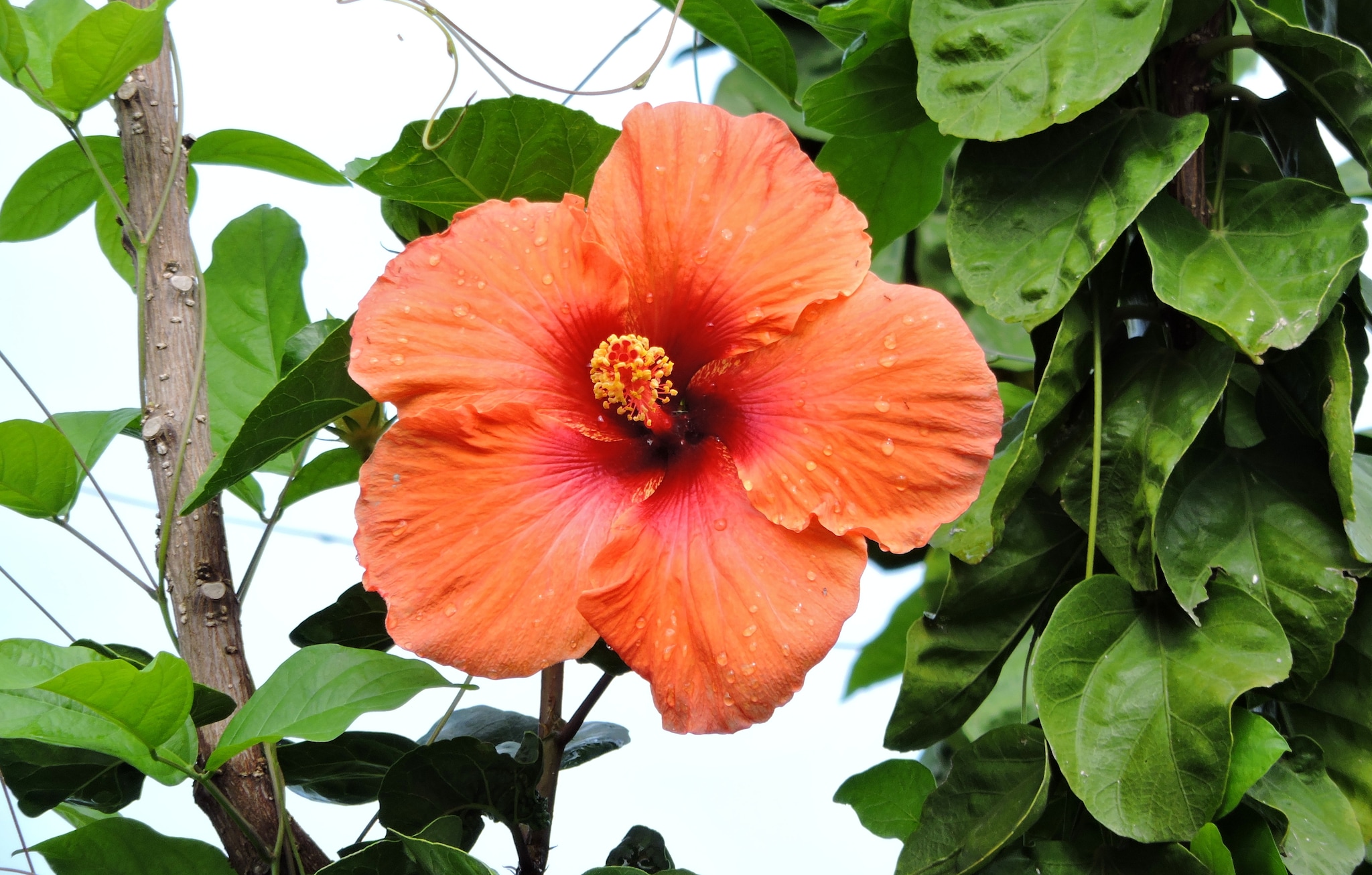 Gardens and Creole Cooking