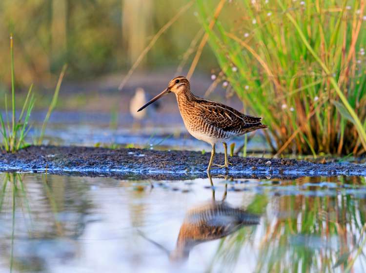 snipe at the edge of the swamp, hunting season, hunting bird rare frame