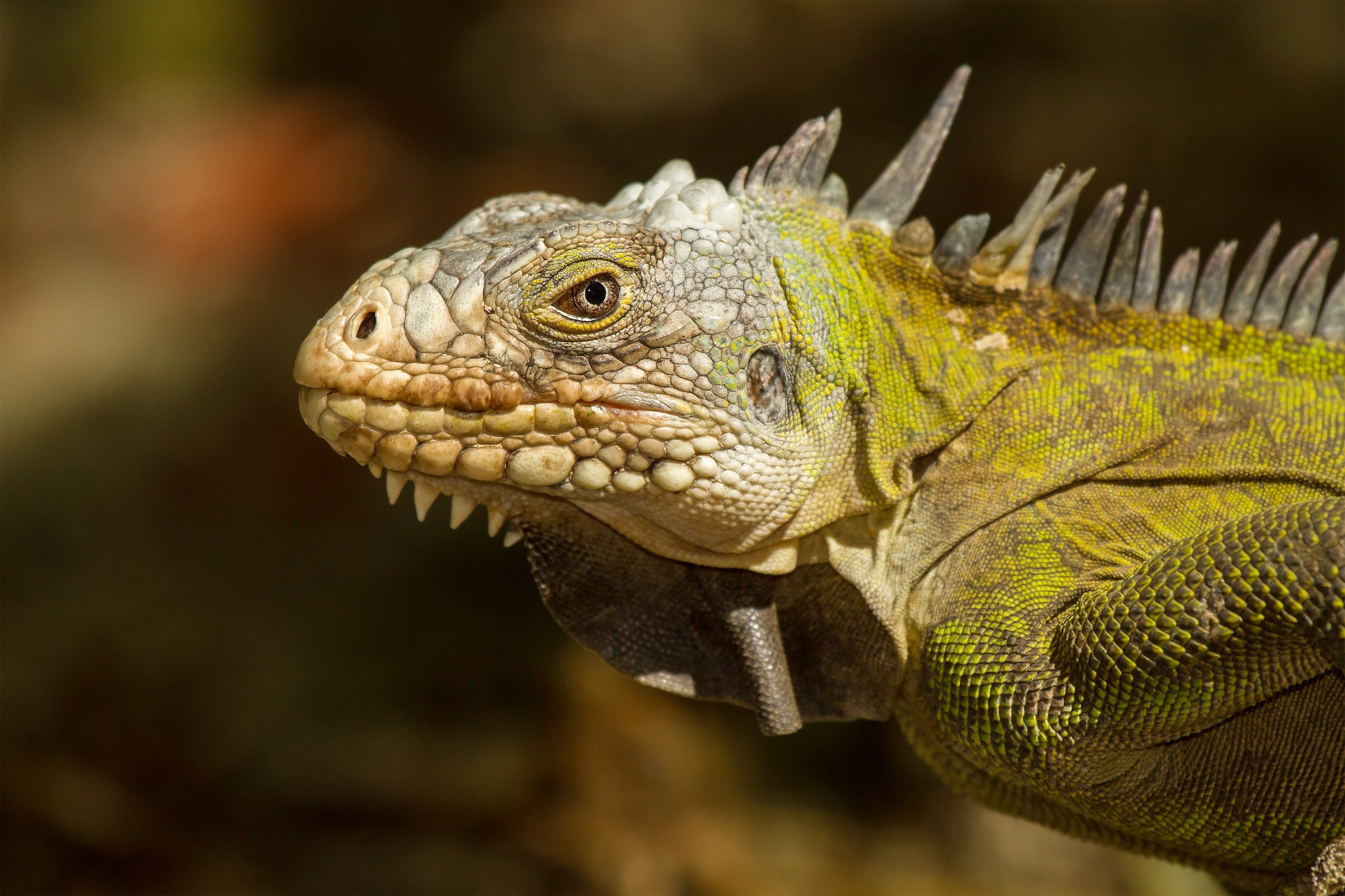 Ilet Chancel Getaway & Iguanas by Catamaran