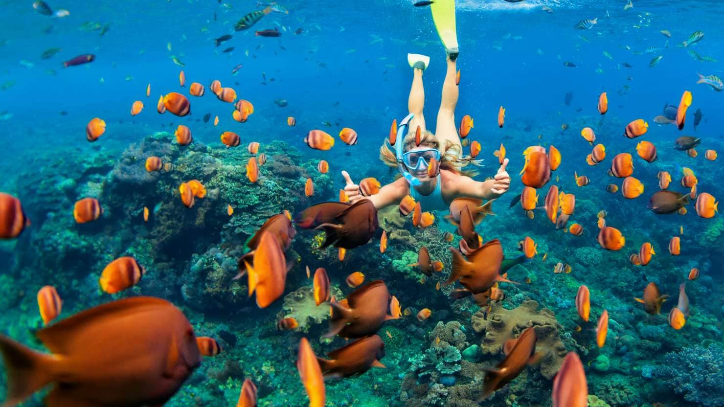 Happy family - girl in snorkeling mask dive underwater with tropical fishes in coral reef sea pool. Travel lifestyle, water sport outdoor adventure, swimming lessons on summer beach holiday with child; Shutterstock ID 648353362; Invoice Number: -