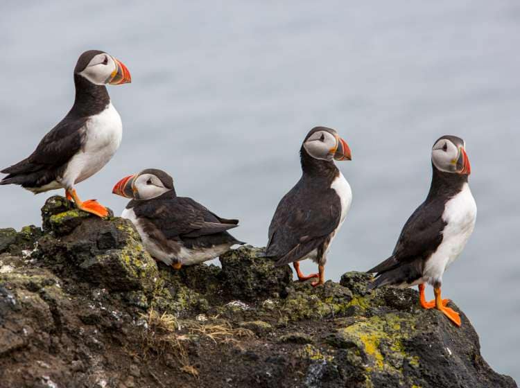 four puffins, in iceland dyrholaey