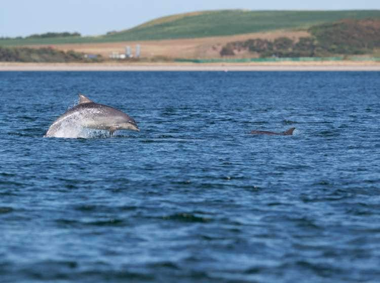 dolphin have in natural environment. Wild dolphin breaching and jumping while hunting for wild salmon in the natural environment in the clean water of Moray Firth in Scotland; Shutterstock ID 1140297173; Invoice Number: -