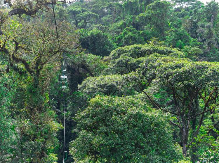 "Braulio Carrillo" park, Costa Rica; Shutterstock ID 638209657; Purchase Order: -