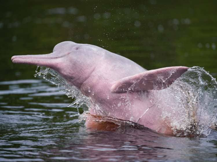 Amazon Pink River Dolphin, jumping, Amazon River, Brazil