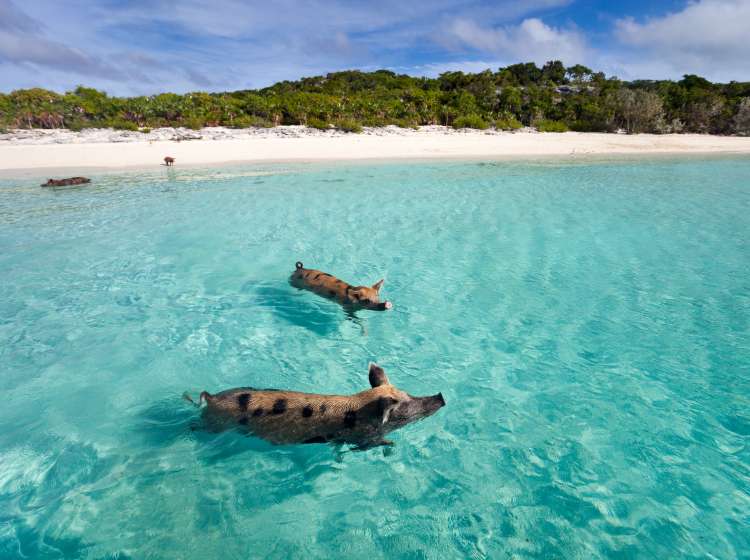 Swimming pigs of the Bahamas in the Out Islands of the Exuma