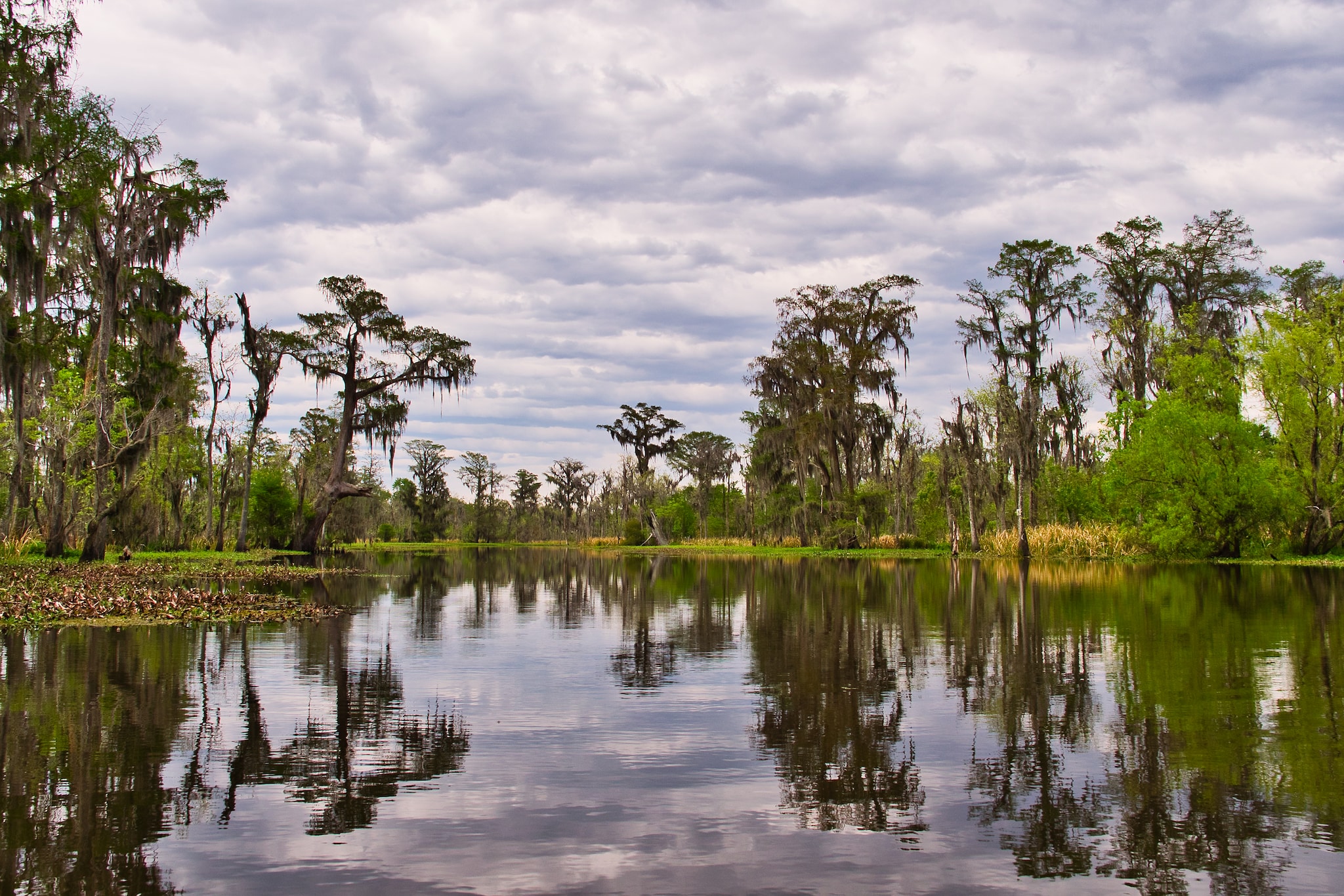 Louisiana Swamp Tour