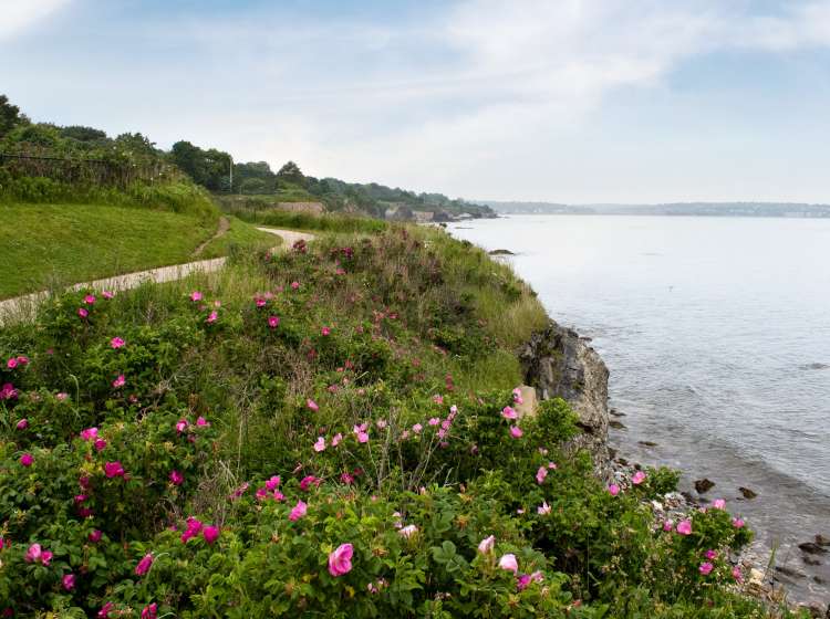 The coast of Newport Rhode Island near the historic 40 steps on the cliff walk.  Rugosa roses are scattered across the shore line.; Shutterstock ID 54880471