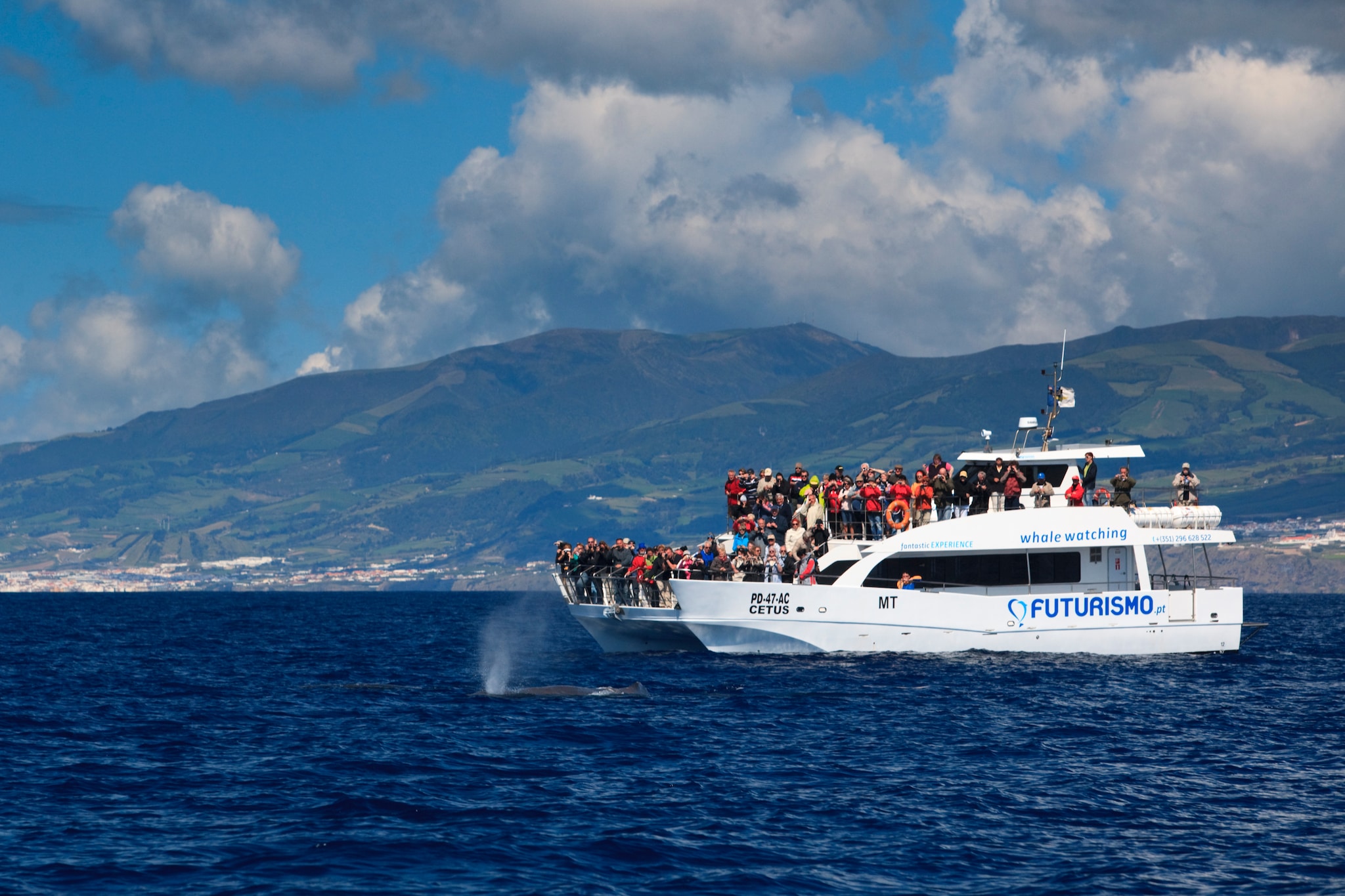 Whale and Dolphin Watch