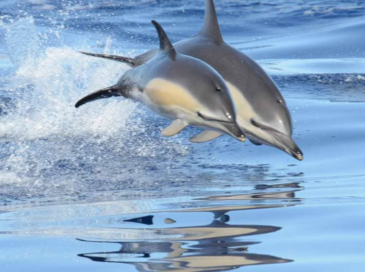 Dolphins leaping together, off coast of Azores.