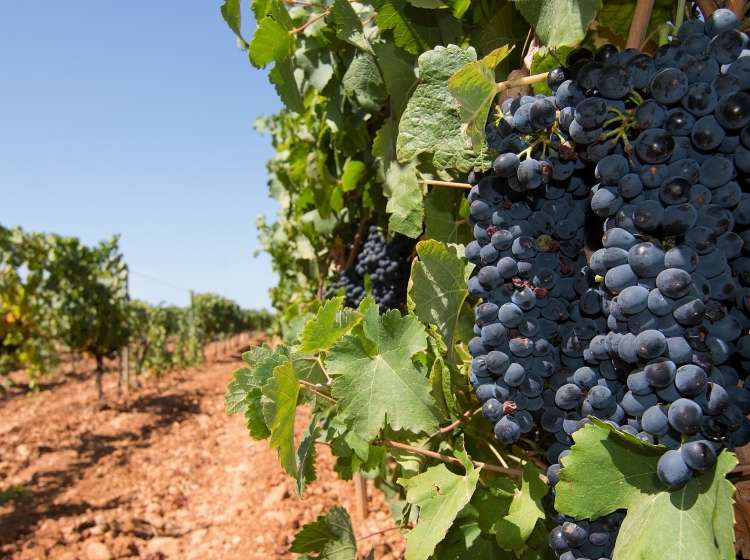 Grapes ripening on stock in a Mallorca vineyard on a sunny day in Mallorca, Spain.; Shutterstock ID 694313695; Invoice Number: -