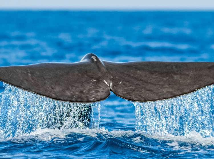 Caudal fin of Sperm whale (Physeter macrocephalus), Pico island, Azores.