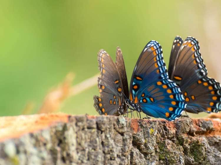 Young Swallowtail butterflies; Shutterstock ID 703393837; Invoice Number: -