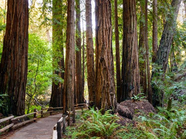 Muir Woods National Monument; Shutterstock ID 303081887; Invoice Number: -