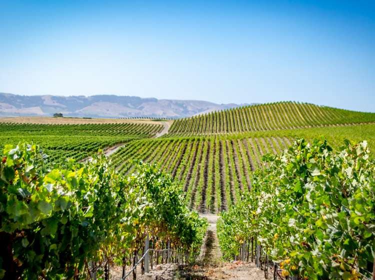 Vineyard in Napa Valley, California. Photo taken in 2017.; Shutterstock ID 1015217368; Invoice Number: -