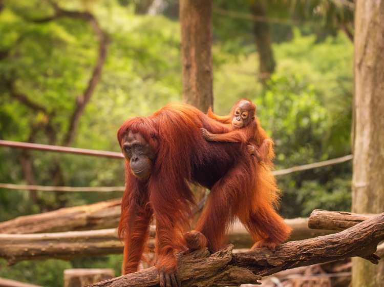 Orangutan in the Singapore Zoo at the tree; Shutterstock ID 289290287