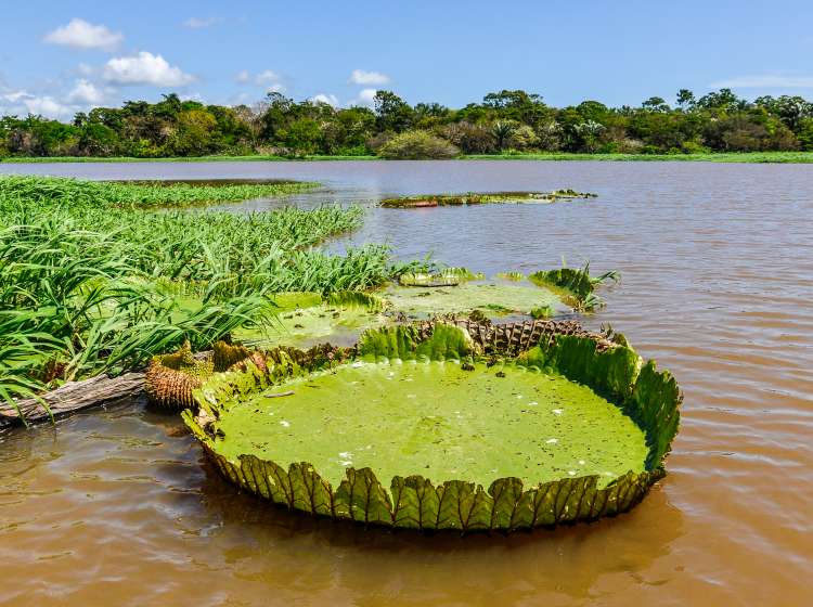 Scenes Of Santarem