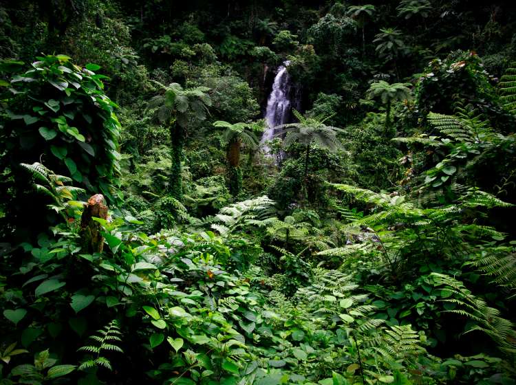 Taveuni is known as Fiji's garden island it is covered with an extraordinarily lush rainforest flowing with waterfalls and overgrown with thousands of species of plants.