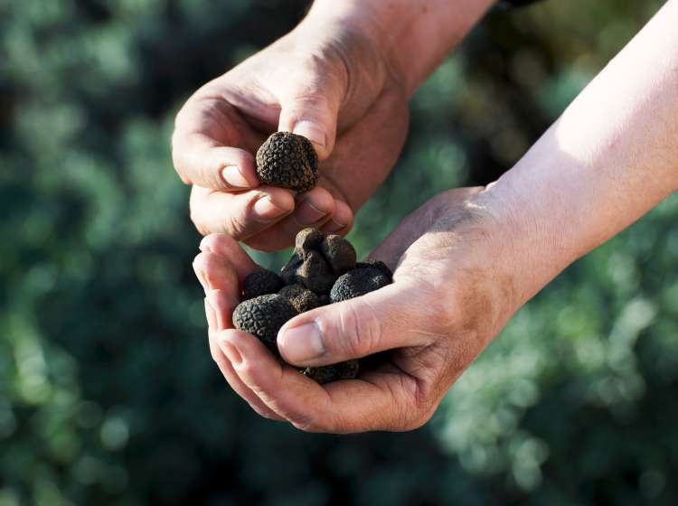 Hands holding black truffles