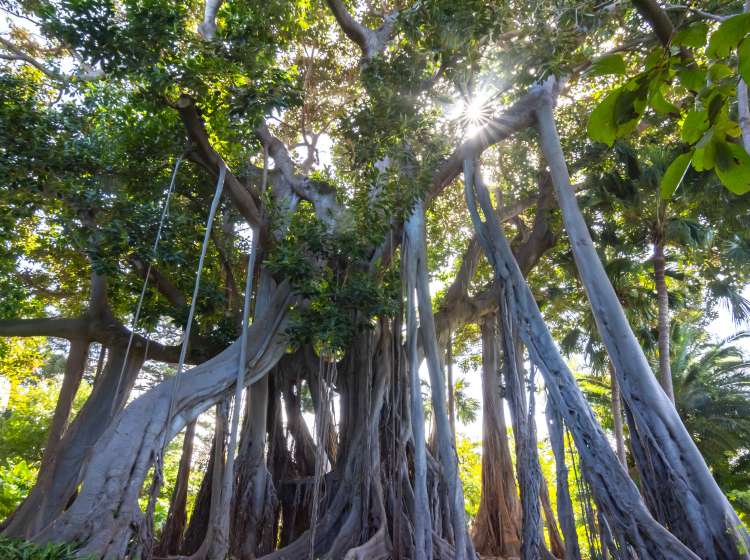 Ficus tree in Botanical garden in Puerto de la Cruz, Tenerife, Canary islands, Spain