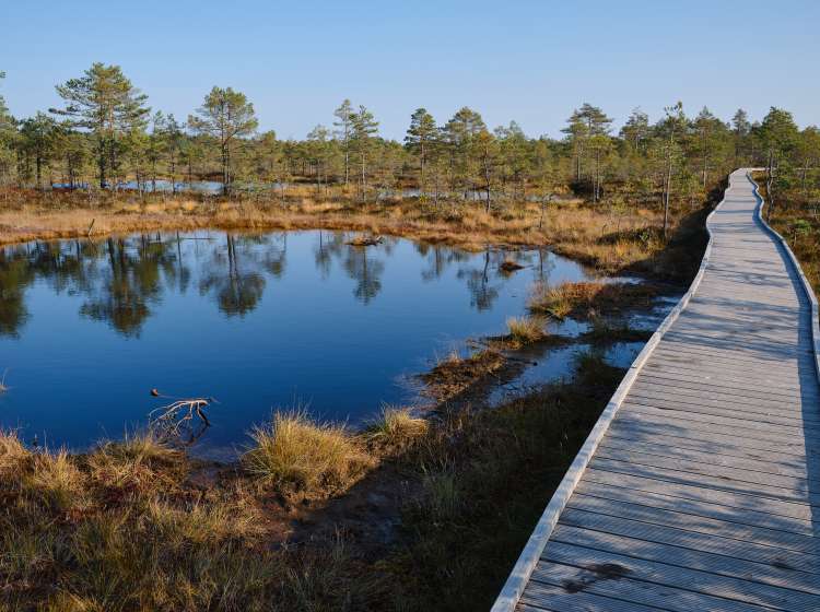 Beautiful natural landscape in Lahemaa National Park in Estonia. Viru Raba swamp in autumn. Travel and exploration. Tourism and travel concept image, fresh and relaxing image of nature