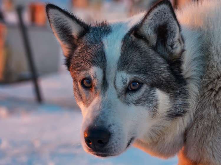 Sled Dog Kennel. A dog kennel filled with huskies. outside of Longyearbyen on Svalbard with Alaskan Husky, sled dog, during the dark winter season with its blue light.