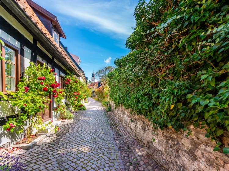 Beautiful horizontal summer view of the famous narrow cobblestone street with surrounding rose bushes and buildings in the old ancient city Visby Gotland Sweden, an island in the Baltic Sea.