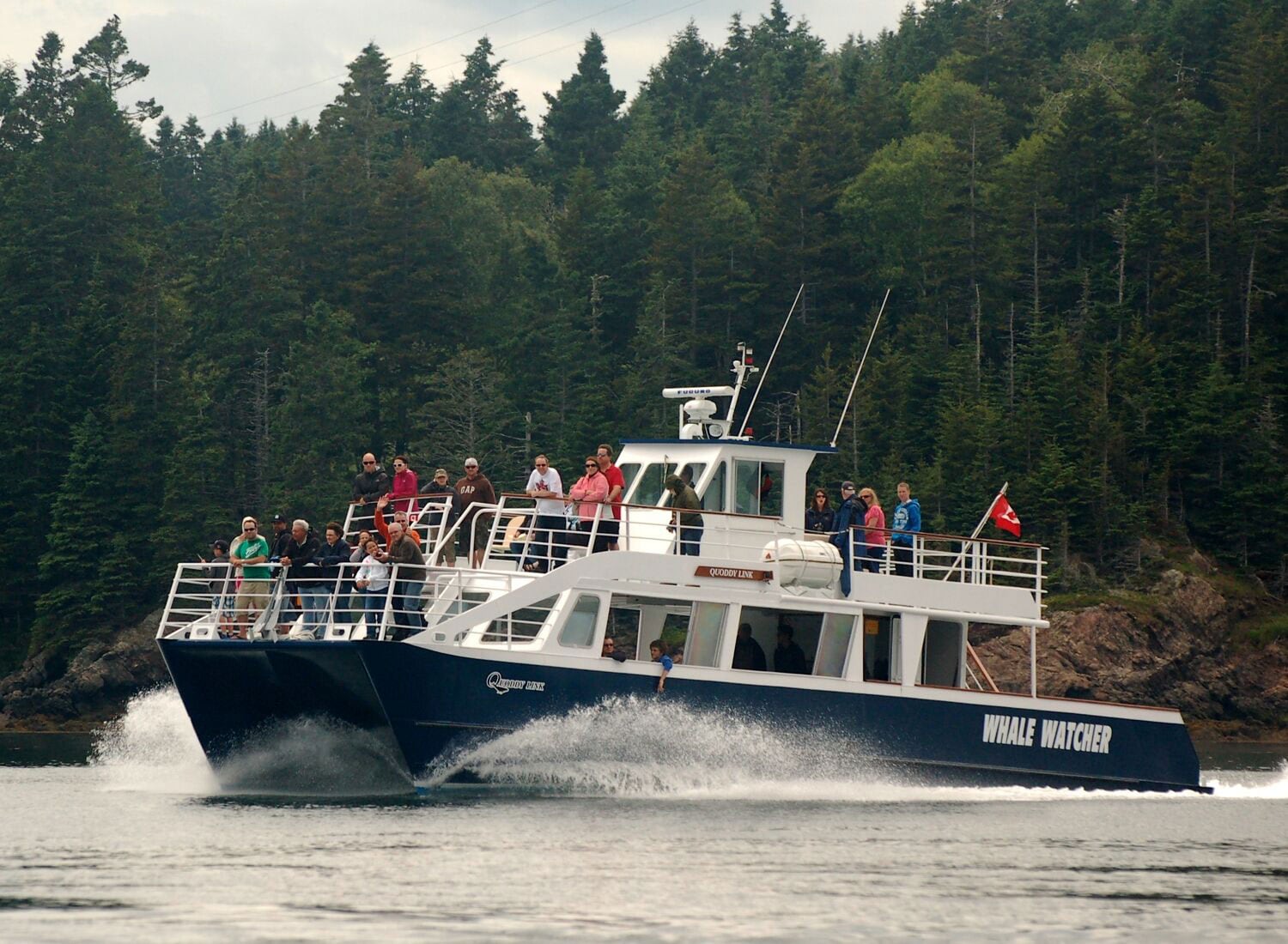 Bay of Fundy Wildlife and Whale Watch