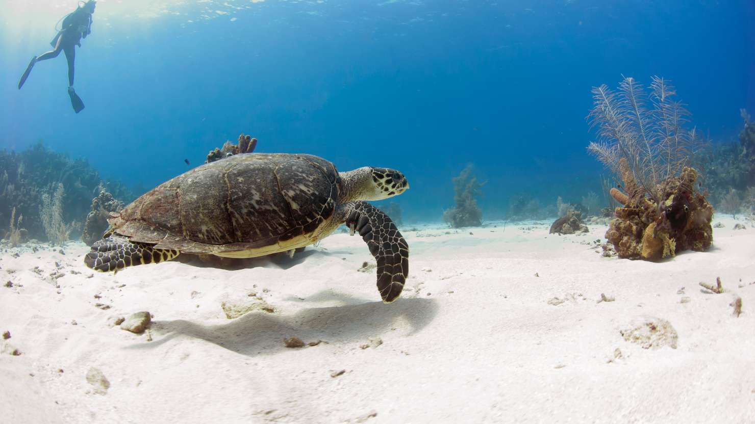 Sea turtle with diver