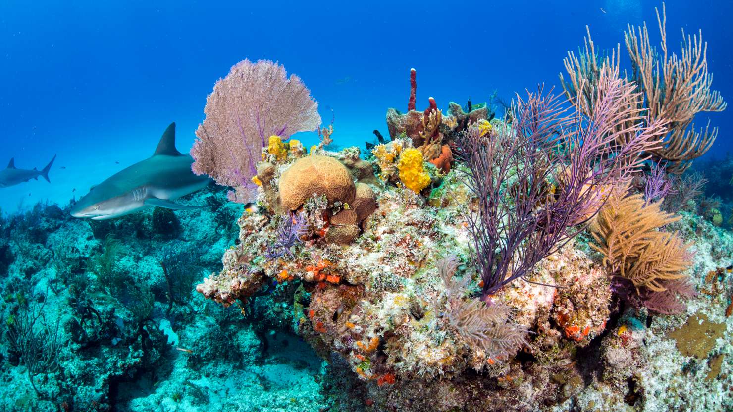 Caribbean reef shark, Carcharhinus perezi, Bahamas