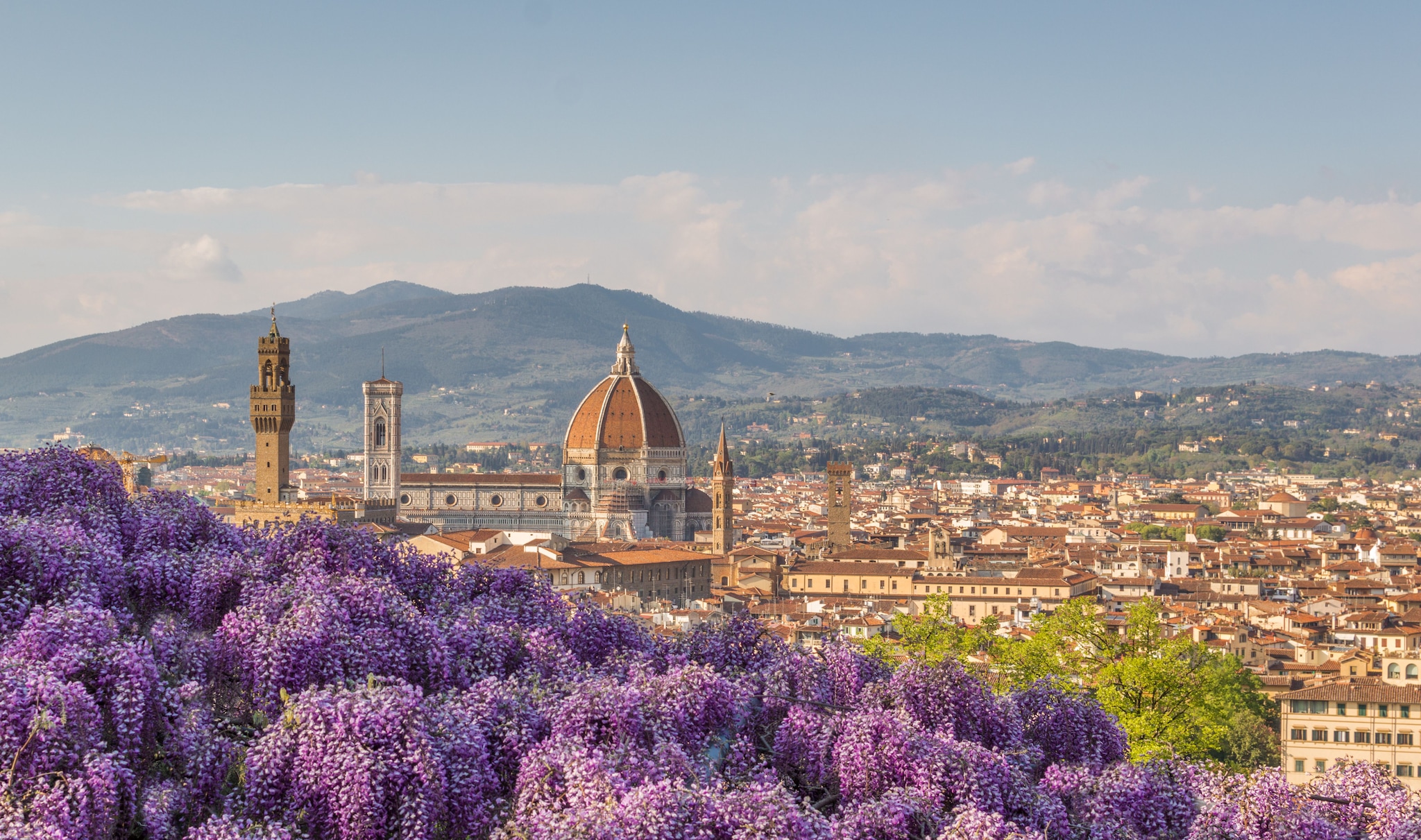 Official Flower Of Florence Italy | Best Flower Site