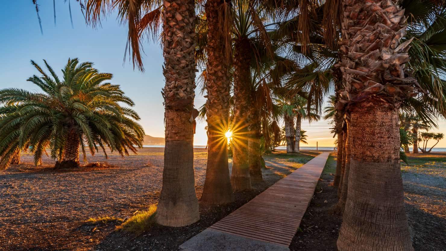 Walkway lined with palm trees that gives access to the Poniente beach of Motril, Costa Tropical de Granada.