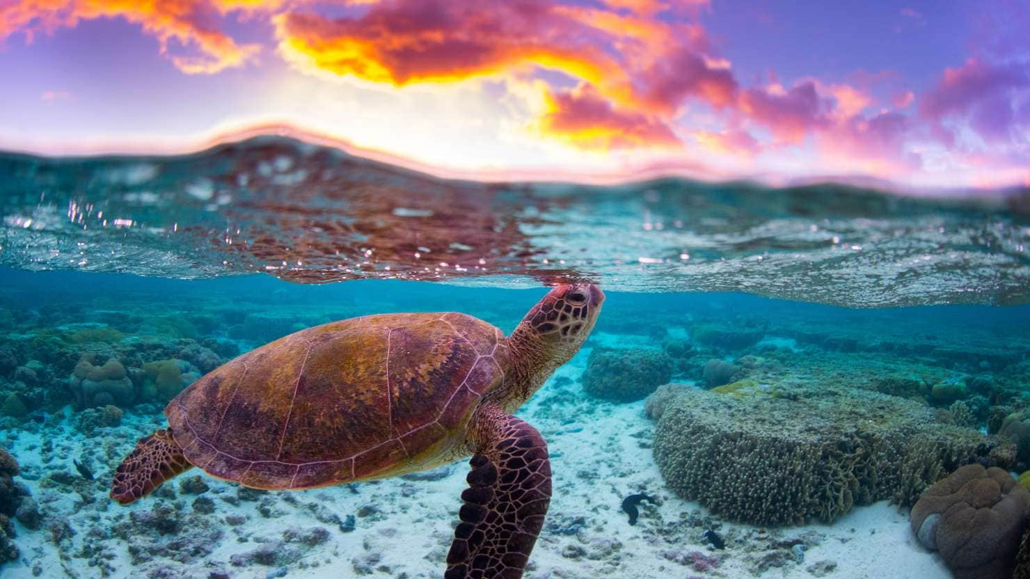 A turtle swimming in the Great Barrier Reef