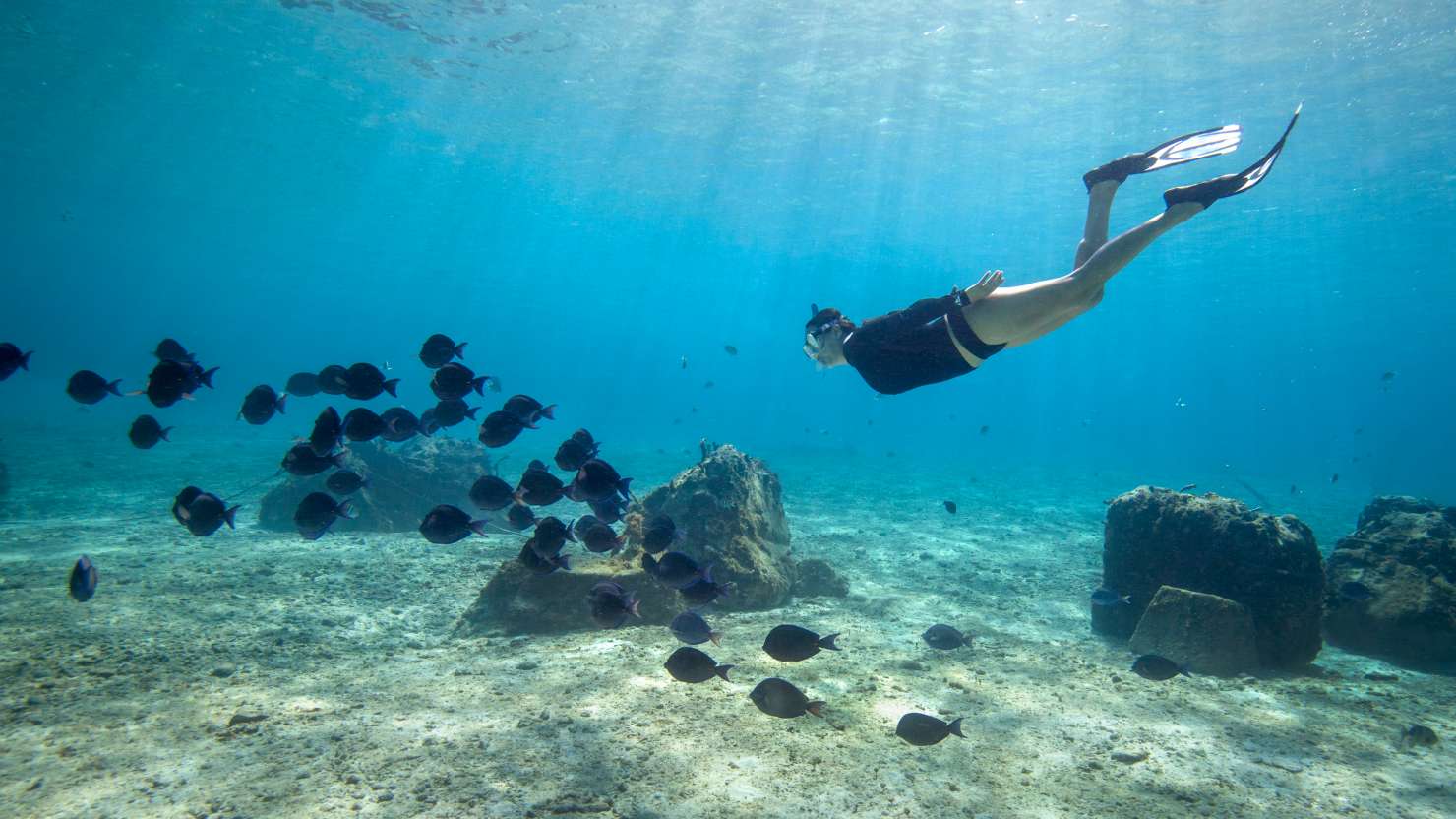 Female snorkelling along side a school of Blue tang fish (Acanthurus coeruleus) in the crystal clear waters of Cozumel island in Mexico.