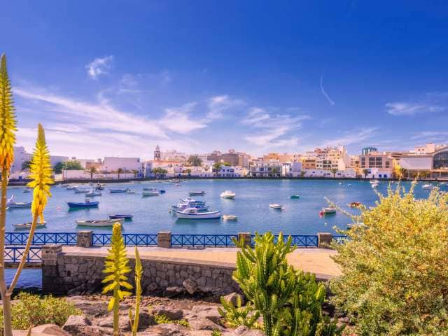 Blooming Aloe Vera and plants at the new harbour aerea of Charco de San Gines in Arrecife (Lanzarote) 