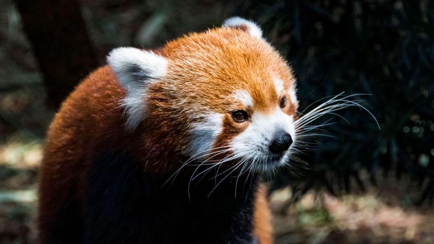 Red Panda