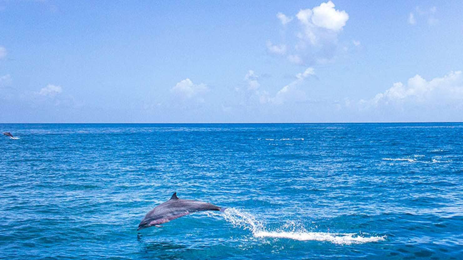 Dolphin spotting in Saint Lucia