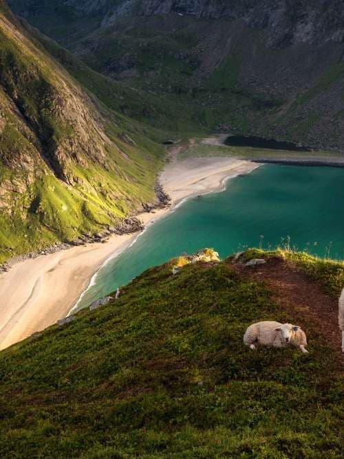 Sheep on a cliff in Norway next to the sea